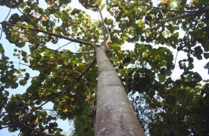 balsa-wood-tree